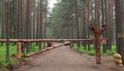 Поход в лес в России станет платным