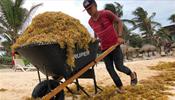 Спрос на Доминикану и Мексику может споткнуться о бурые водоросли