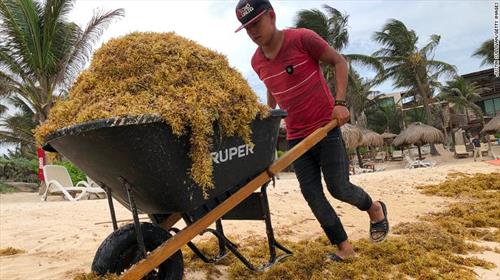 Спрос на Доминикану и Мексику может споткнуться о бурые водоросли
