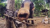 Бунт слонов на Ко Чанге