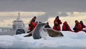 Круизы в Арктику обладают "вау" фактором