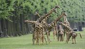 В «Елагин парк» выпустят механических жирафов