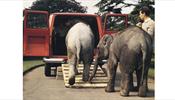 Для туристов в Таиланде не хватает слонов