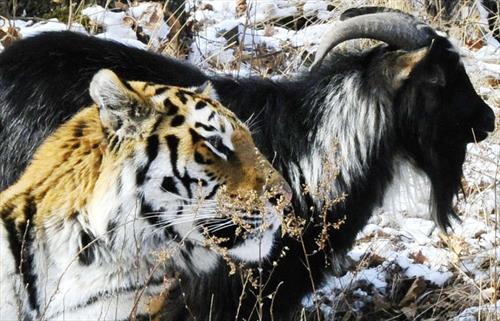 Дружбу козла и тигра хотят продать китайцам
