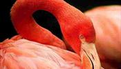 «Фламинго»: Прекрасные вести – туры по двести
