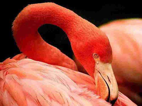 «Фламинго»: Прекрасные вести – туры по двести