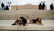 Загрызли туристку в Греции не бродячие собаки
