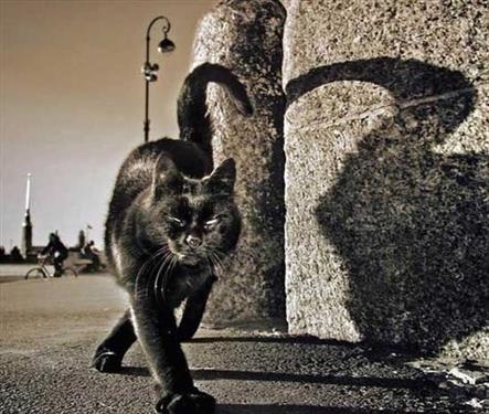 Познакомиться и погладить черного кота
