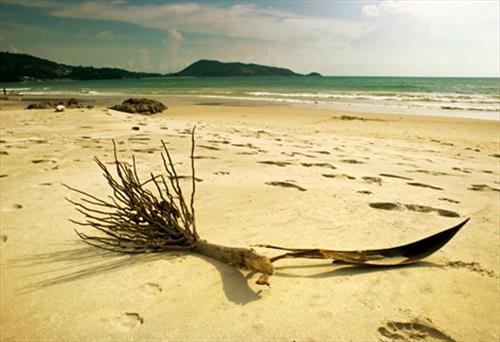 Пляжи Пхукета останутся без шезлонгов