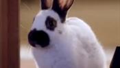 Accor подрядил для рекламы 30 кроликов