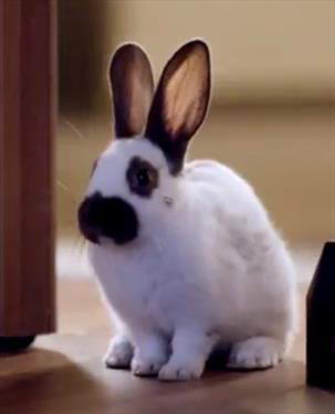 Accor подрядил для рекламы 30 кроликов