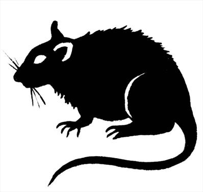Нашествие крыс на южную Паттайю