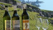 Разделите страсть швейцарских виноделов на Днях Открытых Дверей винных погребов