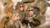 Противных обезьян уберут с Пхукета