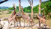 Отмечает 90-летие один из лучших зоопарков мира