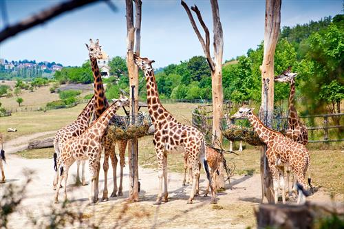 Отмечает 90-летие один из лучших зоопарков мира