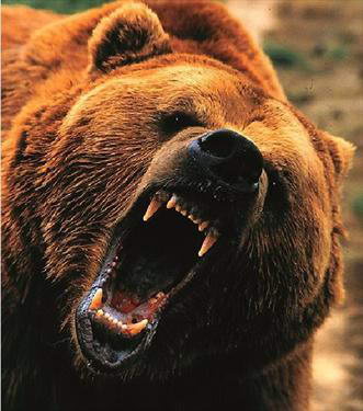 Осторожней с медведями –