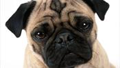 «Аэрофлот» запретит перевозку мопсов, пекинесов и других собак
