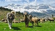 В Грузию – туристом-пастухом