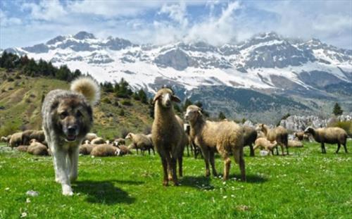 В Грузию – туристом-пастухом