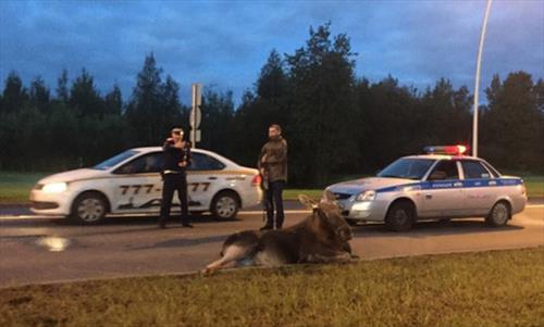 Лося сбили на выезде из аэропорта "Пулково"