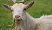 На окраине Праги можно арендовать козу