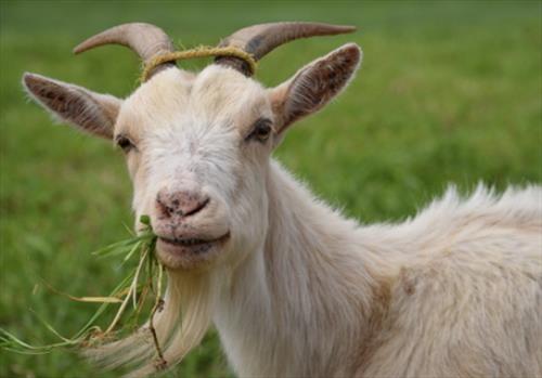 На окраине Праги можно арендовать козу