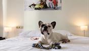 В Сочи появились первые сертифицированные pet-friendly отели