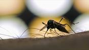 Роспотребнадзор призвал бояться комаров в Таиланде