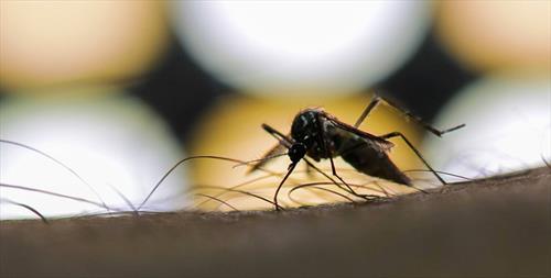 Роспотребнадзор призвал бояться комаров в Таиланде