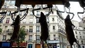 Мэрия Парижа собирается (частично) победить крыс