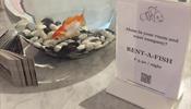 Отель в Бельгии предлагает взять в аренду рыбку