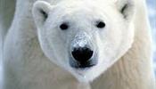 Гида оштрафовали за то, что испугал полярного медведя