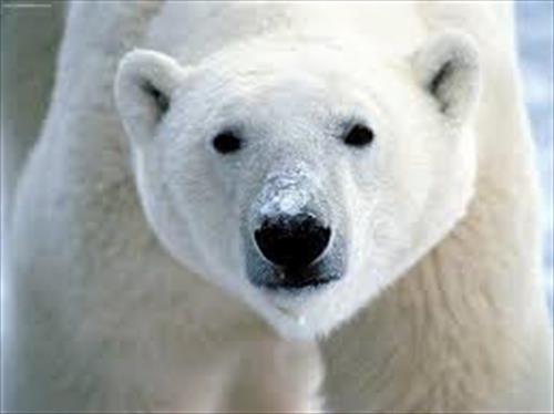 Гида оштрафовали за то, что испугал полярного медведя