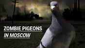 Страх вселяют московские «голуби-зомби»