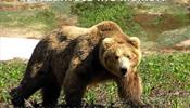 Челябинцы медведя в Польше не избивали