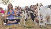 Йога с козами сводит с ума