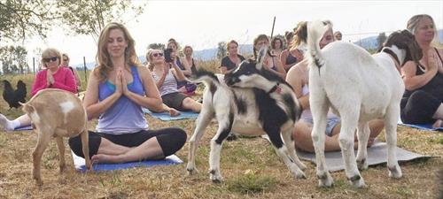 Йога с козами сводит с ума