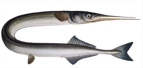 Начанг – опасные рыбы сарган